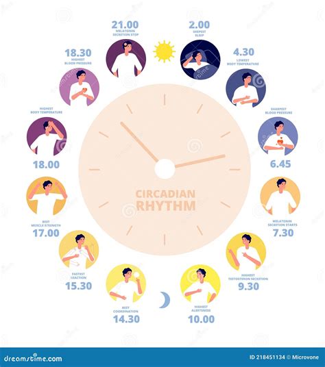 Circadian Rhythm Vector Illustration Labeled Educational Day Cycle