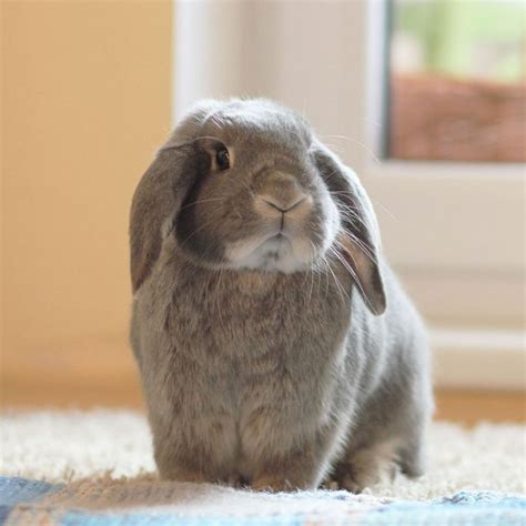 All About Rabbit Breeds – Lafeber Co. – Small Mammals