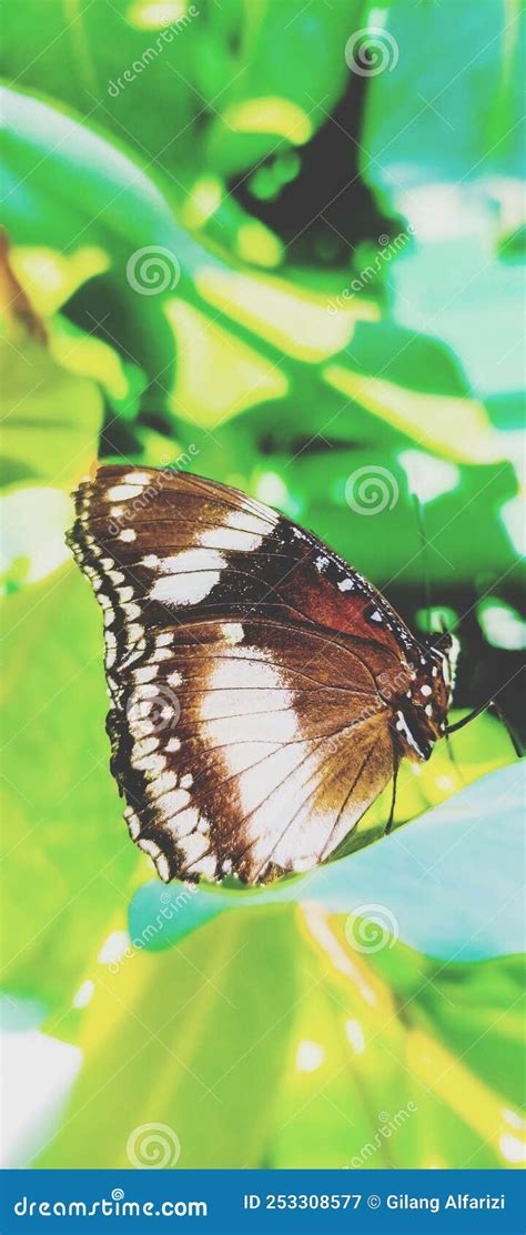 Mariposa Negra Con Manchas Blancas En Las Hojas Imagen De Archivo