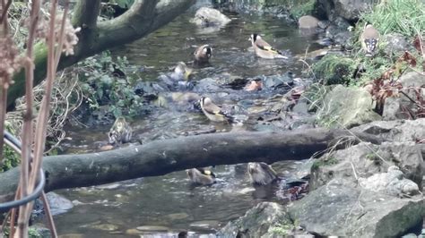 Badderende Putters En Een Sijsje Zelf Geschoten Vroege Vogels Youtube