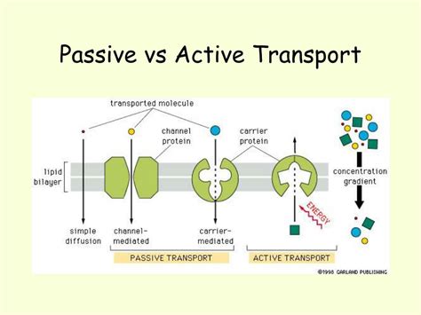 Active And Passive Transport Venn Diagram