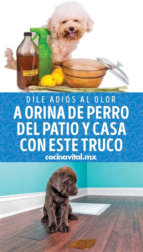 Cómo Quitar El Olor A Orina De Perro Del Suelo