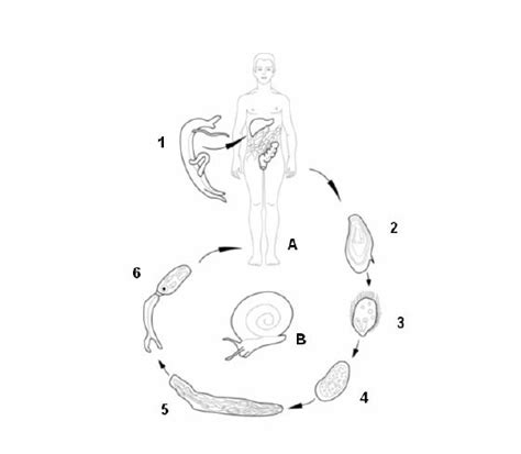 Life cycle of Schistosoma mansoni. (A) final host (B) intermediate host ...