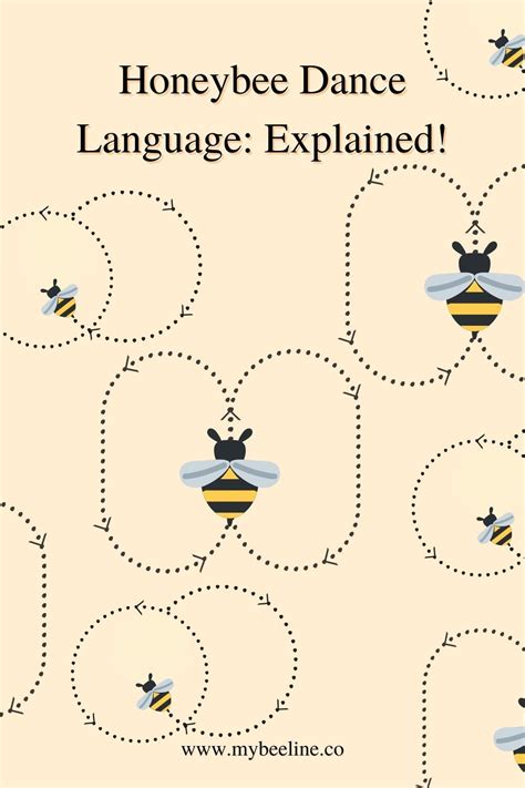 Honeybee Dance Language Explained Artofit