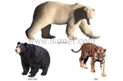 animal kingdom > carnivorous mammals > examples of carnivorous mammals ...