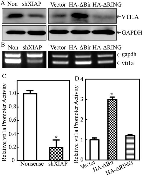 Xiap Ring Domain Promoted Mir 4295 Host Gene Vti1a Transcription In