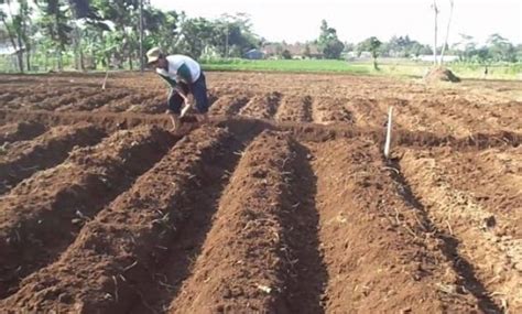 Cara Budidaya Kacang Panjang Yang Benar Ilmu Pertanian