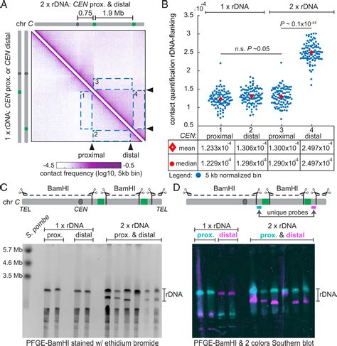 Two Differentially Stable Rdna Loci Coexist On The Same Chromosome And