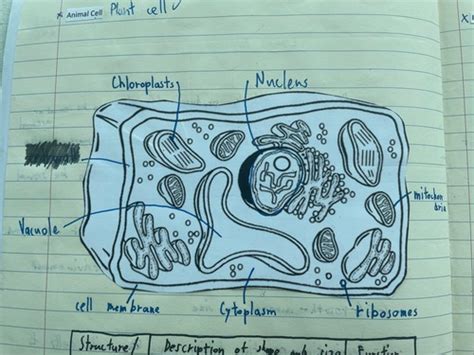 Part 1 Structure And Function Of Cell Organelles Flashcards Quizlet