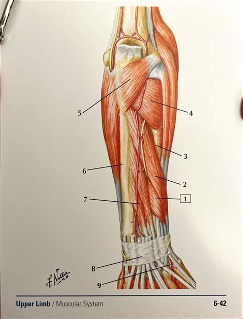 Deep Posterior Forearm Diagram Quizlet