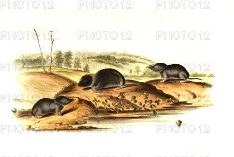 Southeastern Shrew Photo12 UIG Bildagentur Online