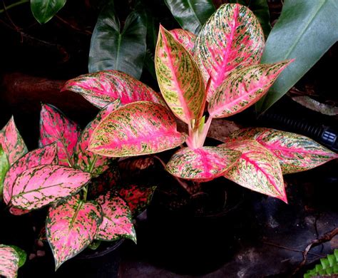 Cara Memperbanyak Tanaman Aglaonema Urban Garden