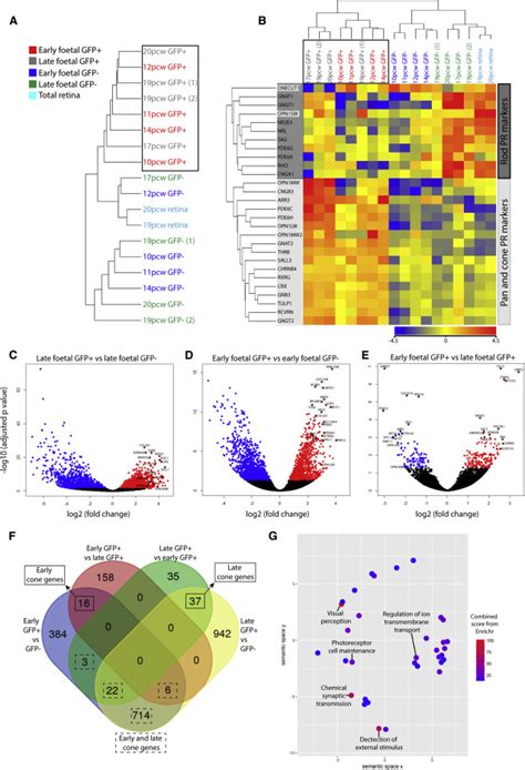 Isolation And Comparative Transcriptome Analysis Of Human Fetal And