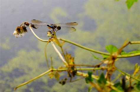 Dragonfly Facts Symbolism Meanings And Photos Dragonfly Facts