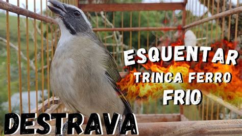 Esquentar Trinca Ferro Frio O Melhor V Deo Para Esquentar Trinca Ferro