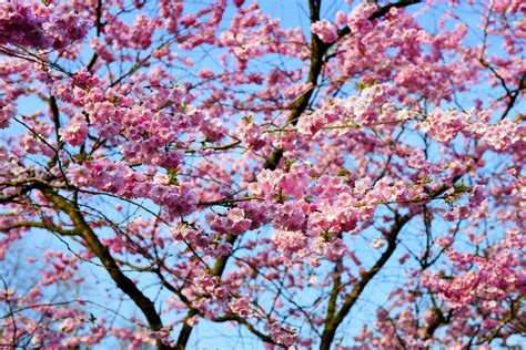 Free Images : tree, branch, flower, bloom, spring, produce, pink ...