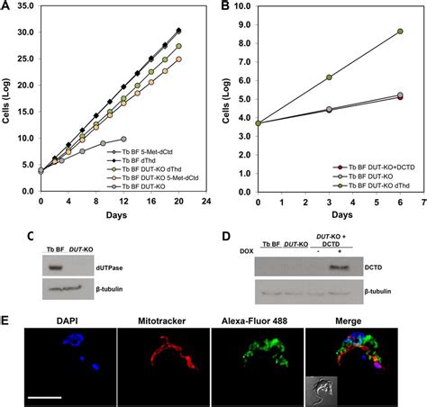 A Growth Curves Of T Brucei BF DUT KO And BF Parasites In The