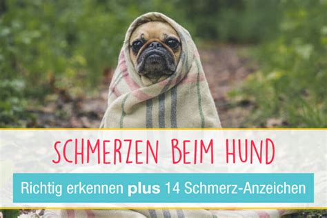 Schmerzen Beim Hund Richtig Erkennen Schmerz Anzeichen