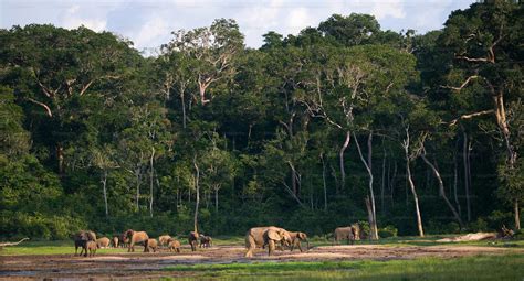 Group of forest elephants in the forest edge. Republic of Congo. Dzanga