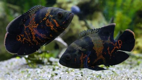 Oscar Fish Breeding Guide Answers To Common Questions Avid Aquarist