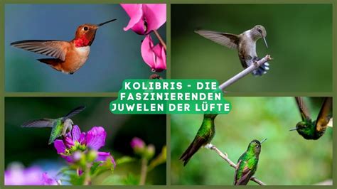 Henrys on Twitter Kolibris faszinierenden Juwelen der Lüfte