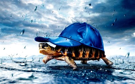 Cool Turtle Wallpapers - Top Free Cool Turtle Backgrounds - WallpaperAccess