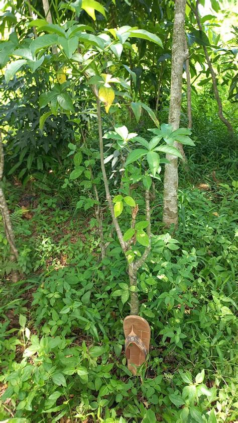 Adansonia Digitata Baobab Pohon Kaki Gajah Kitambleg Lazada Indonesia