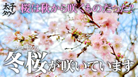 【大阪府太子町】桜は秋から咲くものだった？冬桜（フユザクラ）が咲いています 太子タウン