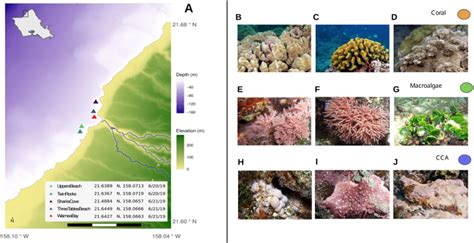 Sampling Locations And Taxa A Map Of Sampling Sites Showing Depth And