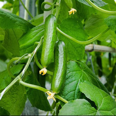 Cucumber La Diva Seeds Stocks And Green