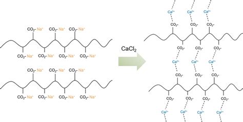 Illustration Of Alginate Gel Formation With Calcium Ions That Enable