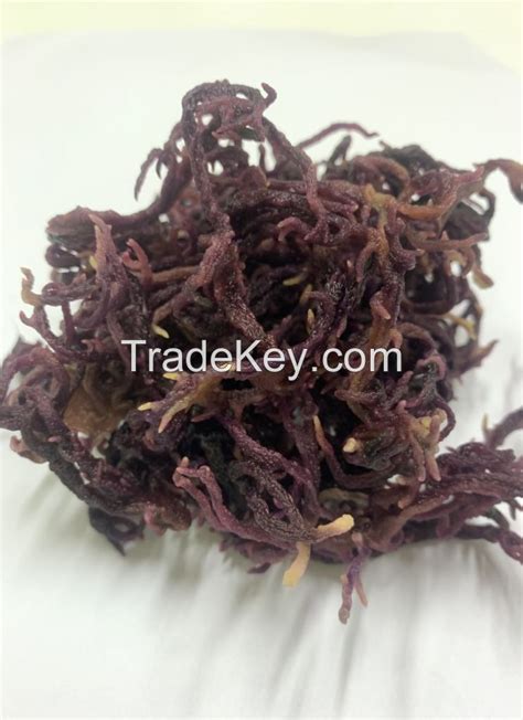 Dried Sea Moss 100 Natural Sea Moss From Vietnam With Competitive