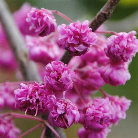 Cercis Canadensis Pink Pom Poms Eastern Redbud From Prides Corner Farms