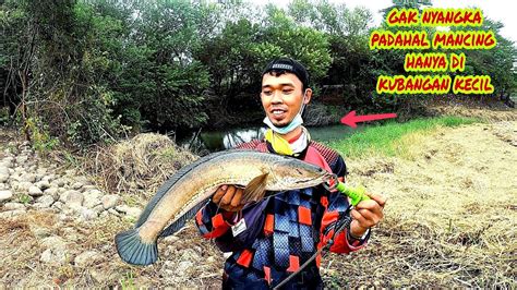 Gak Nyangka Nemu Kubangan Kecil Isinya Gabus Besar Mancing Ikan Gabus