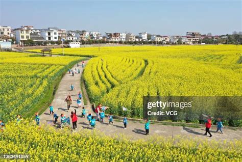 Rapeseed China Photos And Premium High Res Pictures Getty Images