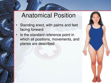 Ppt Medical Terminology Anatomical Position Directional Terms And