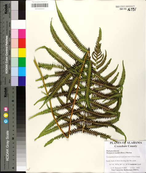 Pelazoneuron Kunthii Species Page Apa Alabama Plant Atlas