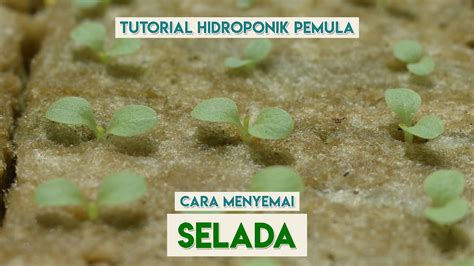 Cara Semai Benih Selada Hidroponik Tutorial Hidroponik Pemula