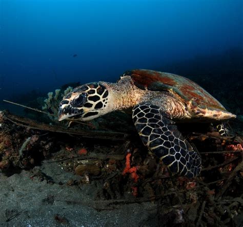 Tartaruga De Pente Eretmochelys Imbricata Vida Marinha Das Filipinas