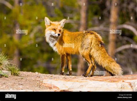 Usa Colorado Breckenridge Portrait Of Red Fox Mother Stock Photo Alamy