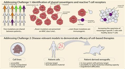 Shared Neoantigens As Targets For Tcr T Cell Adoptive Therapies