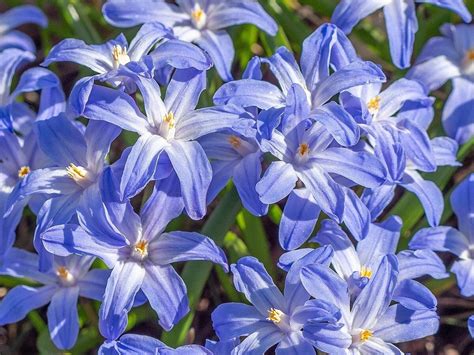 Buy Chionodoxa luciliae (Glory of the Snow) from Shire Plants