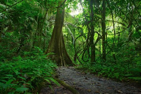 Forest Path Bliss 4k Ultra Hd Wallpaper