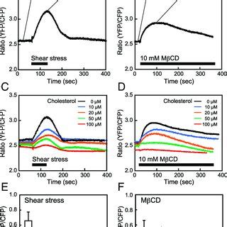 Effects of shear stress and MβCD on mitochondrial ATP levels HPAECs