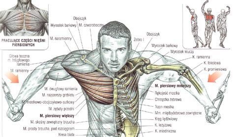 Anatomia Miesni Klatki Piersiowej