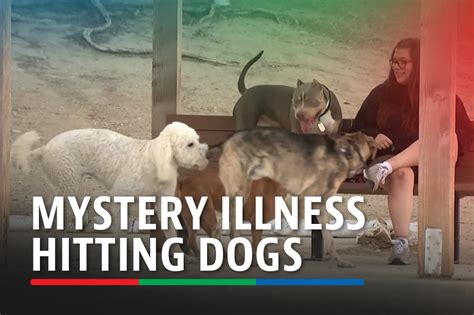 Mystery Illness Affecting Dogs Across United States Abs Cbn News