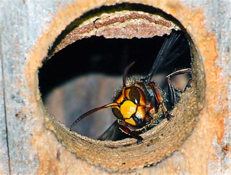 Der Stich einer Hornisse ist ungefährlich, aber schmerzhaft. Insekten ...