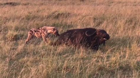 Animal Sight: Buffalo herd save sick buffalo from predators [Video]