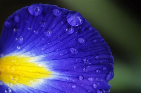 Banco De Imagens Agua Natureza Flor Solta Plantar Folha Flor