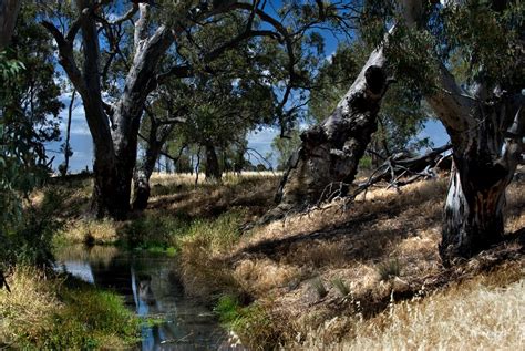 Wimmera River Horsham